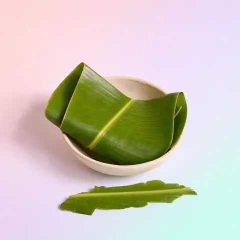 Hoja de plátano (Musa) fresca, componente de Glycoflamin en extracto